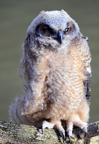 Sample Image from LO Galleries