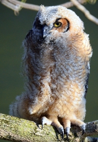 Sample Image from LO Galleries
