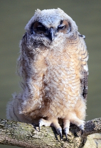 Sample Image from LO Galleries