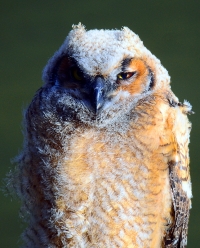 Sample Image from LO Galleries