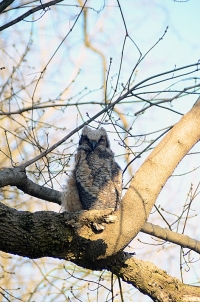 Sample Image from LO Galleries