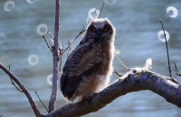 Sample Image from LO Galleries
