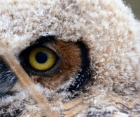 Sample Image from LO Galleries