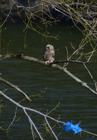 Sample Image from LO Galleries