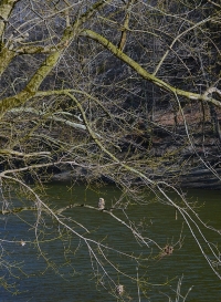 Sample Image from LO Galleries