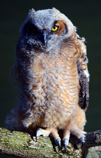 Sample Image from LO Galleries