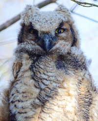 Sample Image from LO Galleries