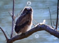 Sample Image from LO Galleries
