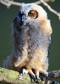 Sample Image from LO Galleries