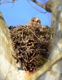 Sample Image from LO Galleries