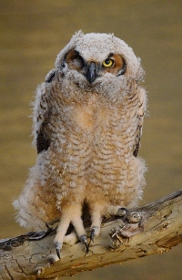 Sample Image from LO Galleries
