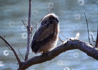 Sample Image from LO Galleries