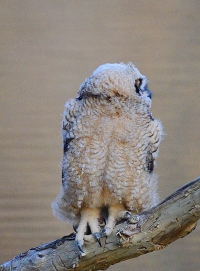 Sample Image from LO Galleries