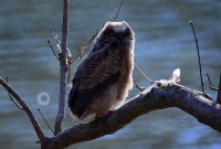 Sample Image from LO Galleries