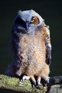 Sample Image from LO Galleries