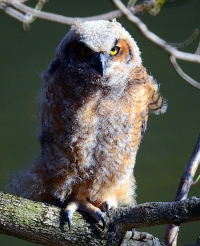 Sample Image from LO Galleries