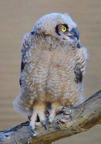 Sample Image from LO Galleries