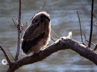 Sample Image from LO Galleries
